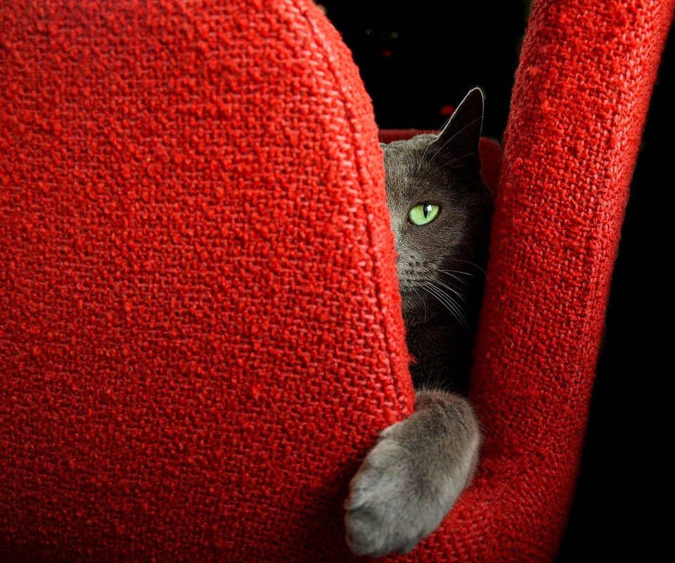 Обои кот, мордочка, усы, кошка, взгляд, кресло, лапка, cat, muzzle, mustache, look, chair, foot разрешение 2856x2513 Загрузить