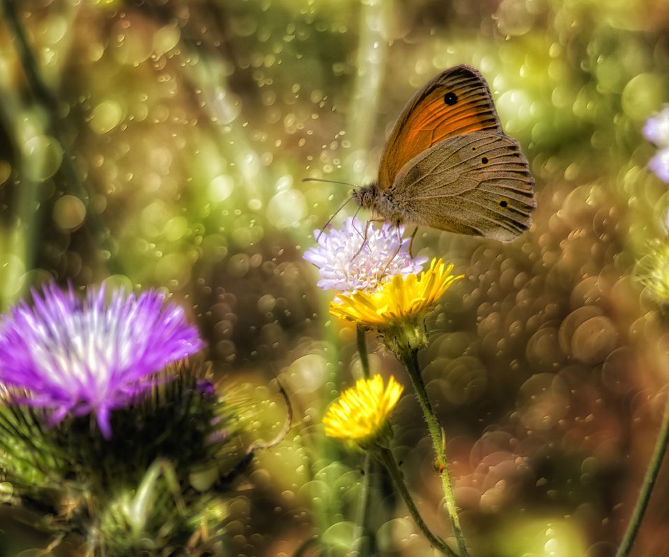 Обои цветы, насекомое, бабочка, крылья, блики, theophilos papadopoulos, flowers, insect, butterfly, wings, glare разрешение 5784x3856 Загрузить