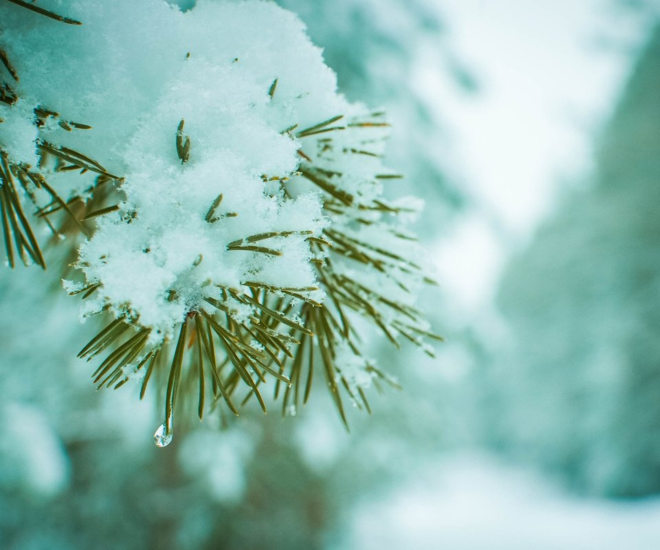 Обои ветка, снег, хвоя, зима, макро, сосна, branch, snow, needles, winter, macro, pine разрешение 1920x1200 Загрузить