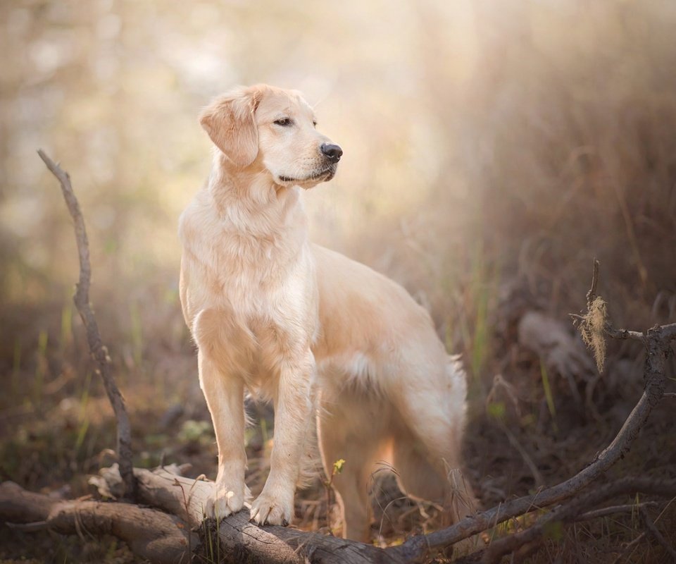 Обои ветки, собака, боке, золотистый ретривер, branches, dog, bokeh, golden retriever разрешение 1920x1200 Загрузить