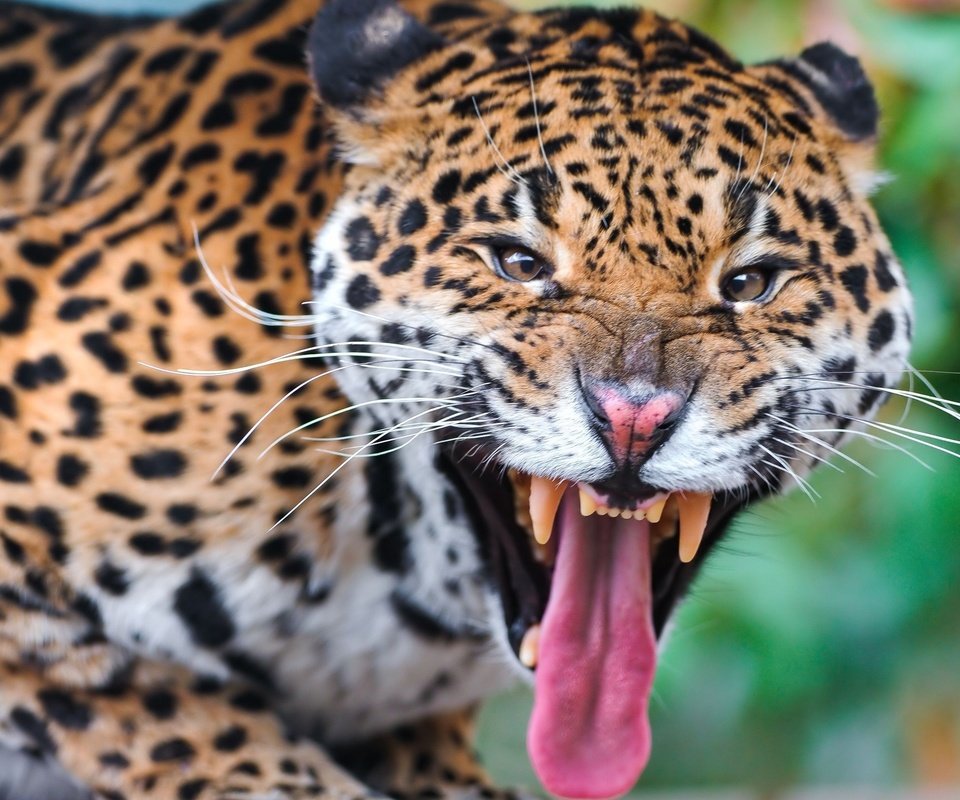 Обои морда, леопард, клыки, хищник, язык, face, leopard, fangs, predator, language разрешение 2560x1440 Загрузить