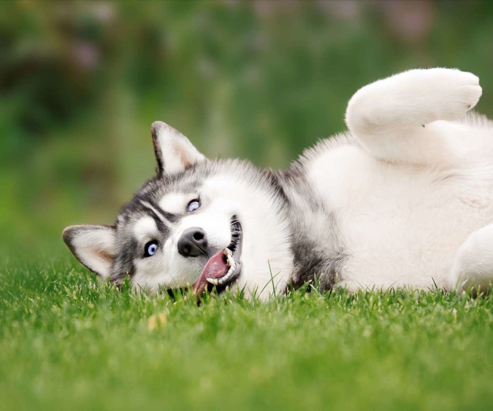 Обои глаза, трава, взгляд, собака, хаски, eyes, grass, look, dog, husky разрешение 1920x1200 Загрузить