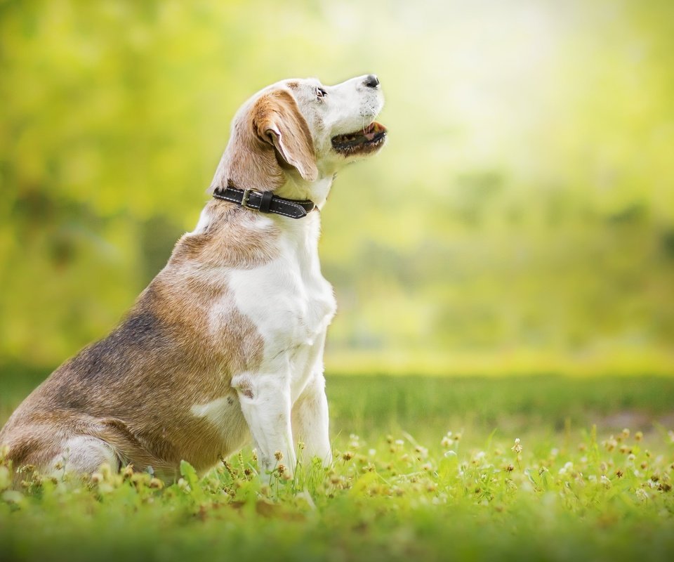 Обои природа, собака, луг, профиль, ошейник, бигль, nature, dog, meadow, profile, collar, beagle разрешение 2560x1706 Загрузить