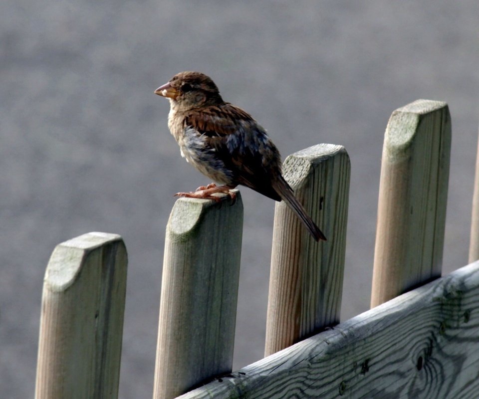 Обои природа, забор, птица, клюв, воробей, перья, nature, the fence, bird, beak, sparrow, feathers разрешение 1920x1200 Загрузить