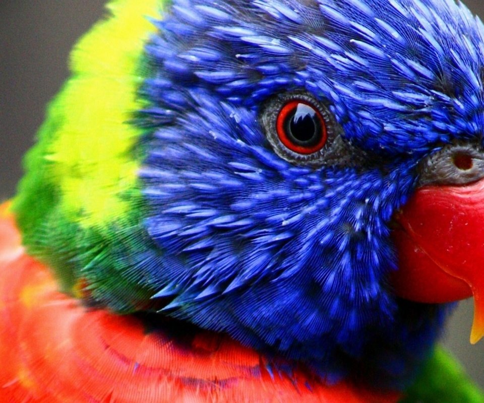 Обои птица, клюв, перья, попугай, лорикет, радужный лорикет, многоцветный лорикет, bird, beak, feathers, parrot, rainbow lorikeet, multicolor lorikeet разрешение 2560x1440 Загрузить