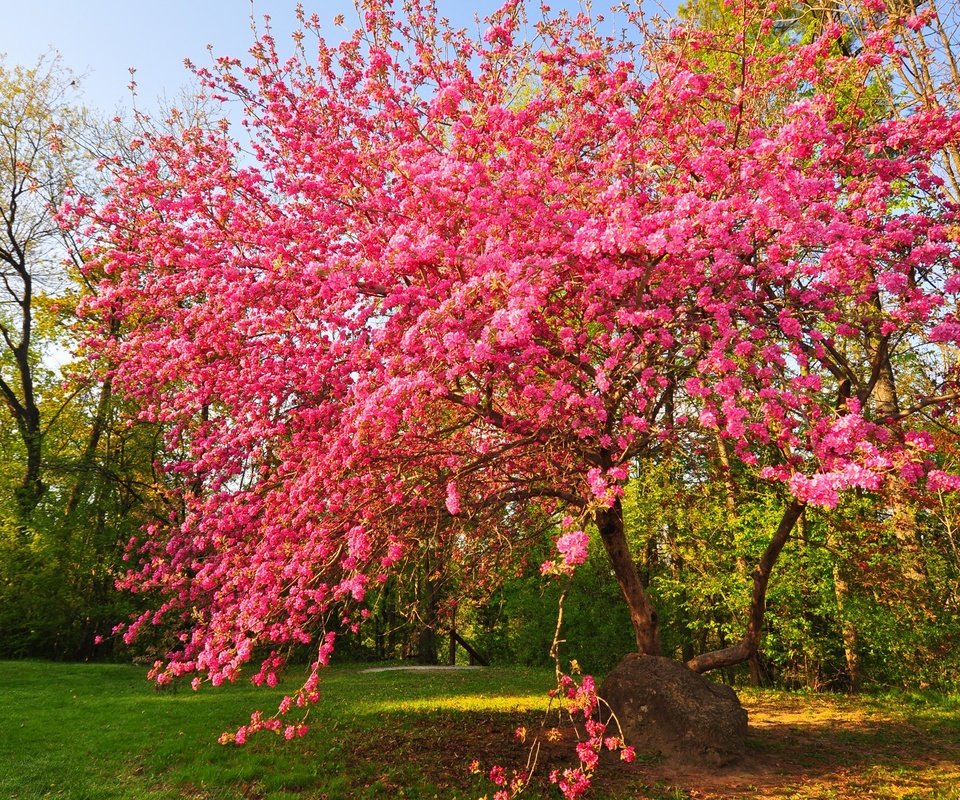 Обои цветы, дерево, цветение, сад, весна, flowers, tree, flowering, garden, spring разрешение 2048x1359 Загрузить