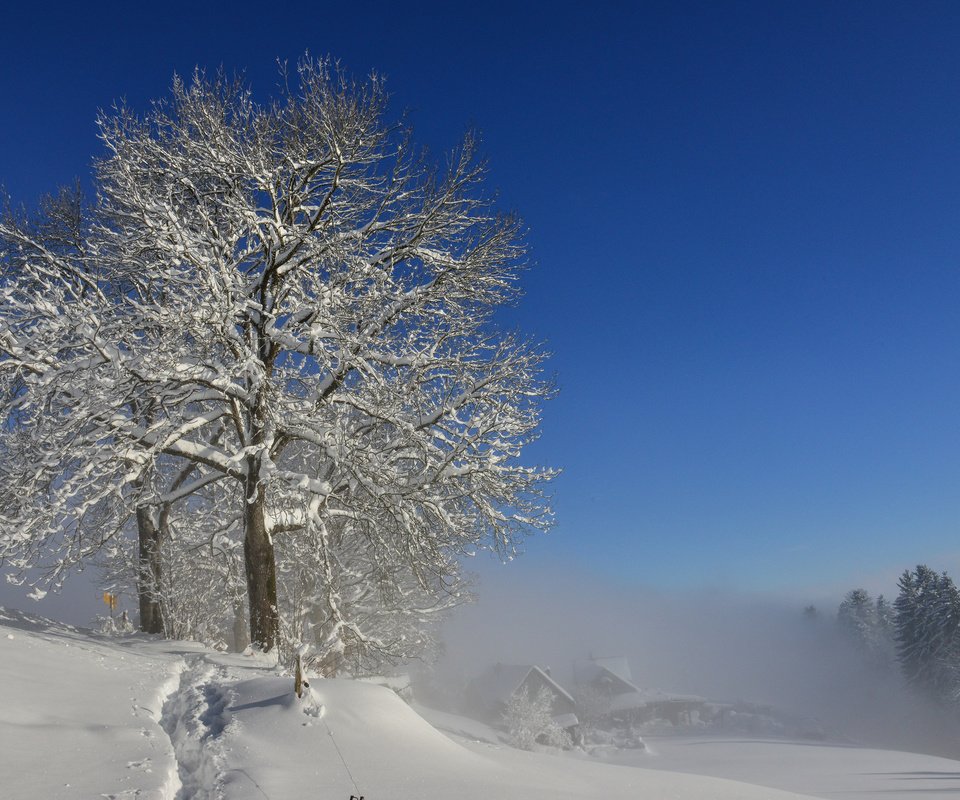 Обои снег, природа, дерево, зима, markus bruggmann, snow, nature, tree, winter разрешение 3840x2400 Загрузить