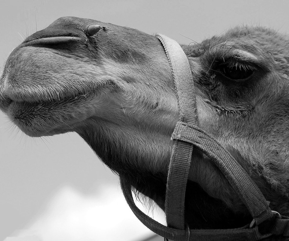 Обои чёрно-белое, профиль, верблюд, black and white, profile, camel разрешение 1920x1285 Загрузить