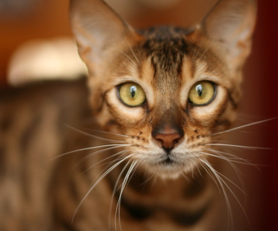 Обои кот, мордочка, усы, кошка, взгляд, бенгальская кошка, cat, muzzle, mustache, look, bengal cat разрешение 1936x1288 Загрузить
