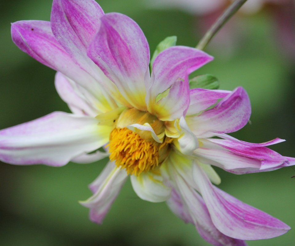 Обои макро, насекомое, цветок, лепестки, георгин, macro, insect, flower, petals, dahlia разрешение 3840x2160 Загрузить