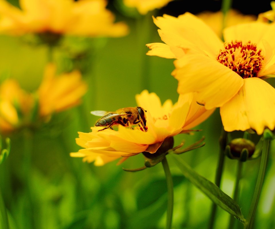 Обои насекомое, лепестки, размытость, пчела, желтые цветы, insect, petals, blur, bee, yellow flowers разрешение 5184x3456 Загрузить