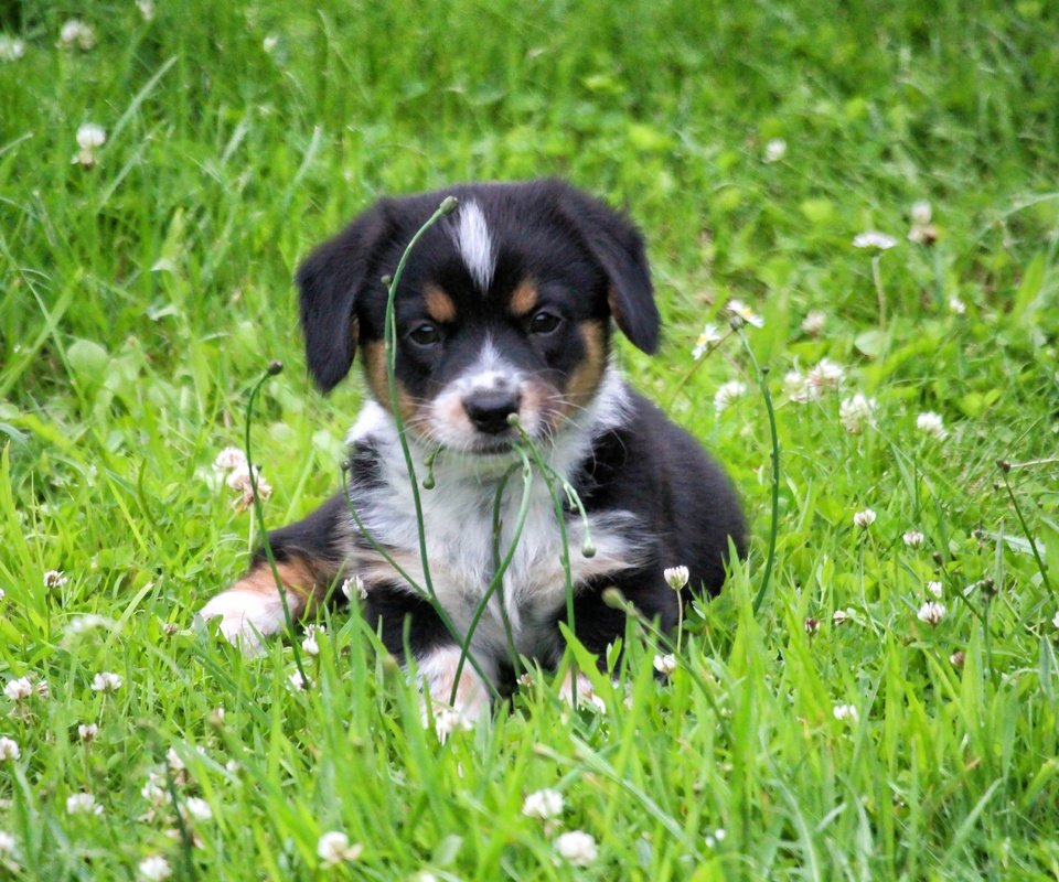 Обои цветы, трава, клевер, собака, луг, щенок, flowers, grass, clover, dog, meadow, puppy разрешение 5184x3456 Загрузить