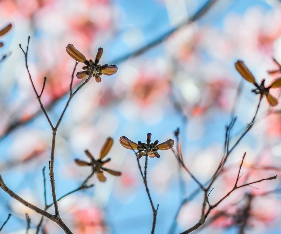 Обои листья, макро, ветки, размытость, leaves, macro, branches, blur разрешение 1920x1080 Загрузить