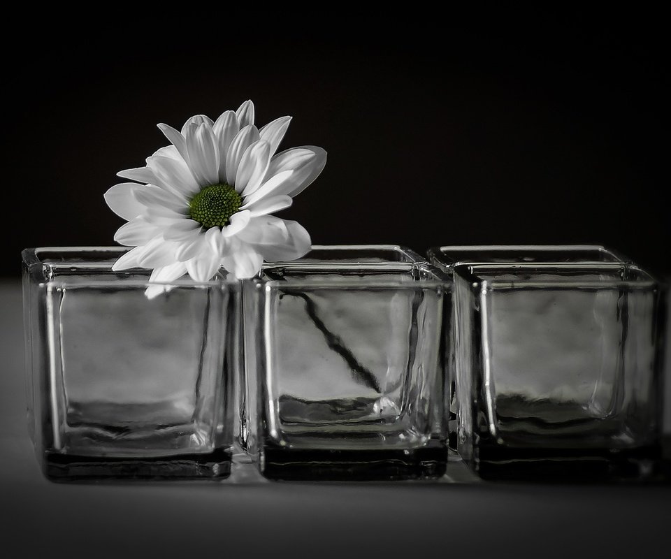 Обои цветок, лепестки, ромашка, черный фон, стаканы, гербера, flower, petals, daisy, black background, glasses, gerbera разрешение 2880x1800 Загрузить