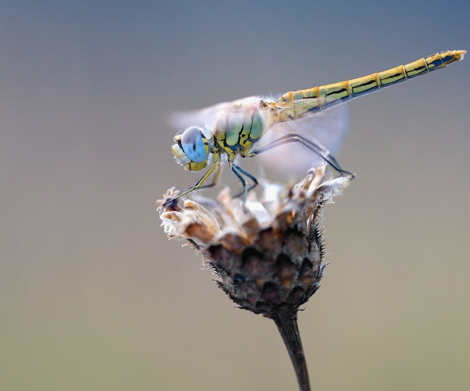 Обои макро, насекомое, крылья, стрекоза, растение, macro, insect, wings, dragonfly, plant разрешение 5315x3543 Загрузить