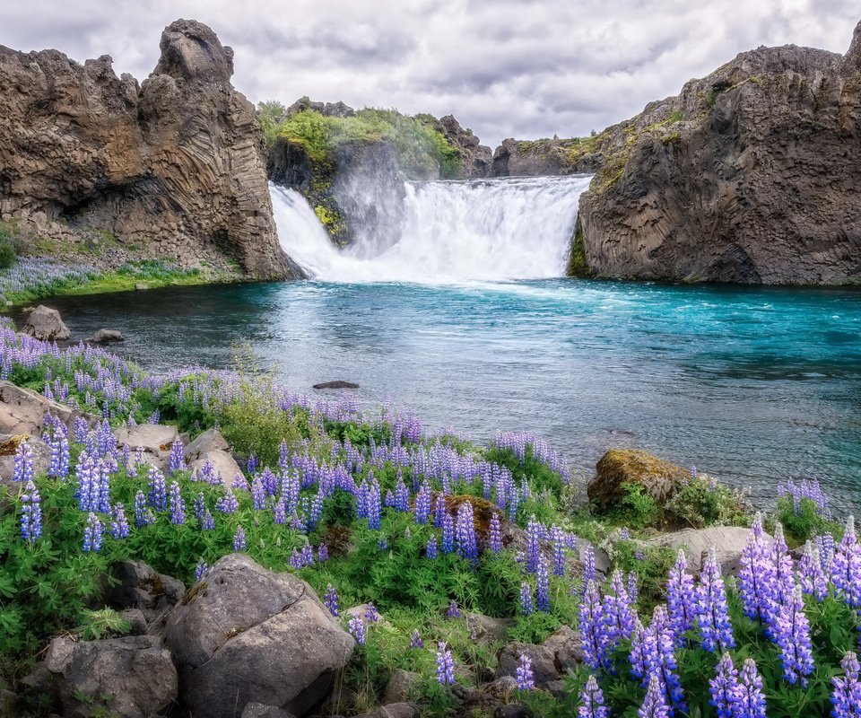 Обои цветы, река, природа, водопад, flowers, river, nature, waterfall разрешение 2560x1600 Загрузить