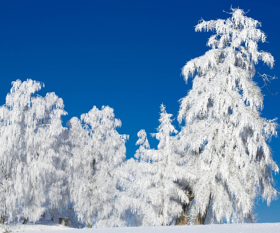 Обои небо, деревья, снег, природа, лес, зима, иней, the sky, trees, snow, nature, forest, winter, frost разрешение 2880x1800 Загрузить
