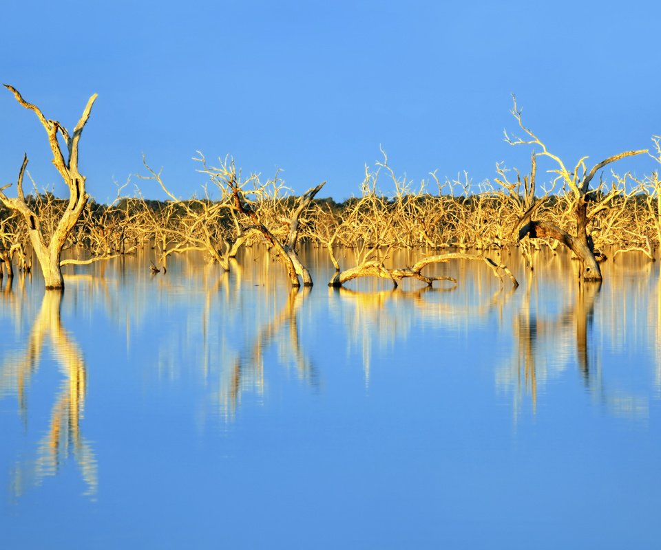 Обои небо, деревья, озеро, природа, отражение, австралия, коряги, the sky, trees, lake, nature, reflection, australia, driftwood разрешение 2560x1600 Загрузить