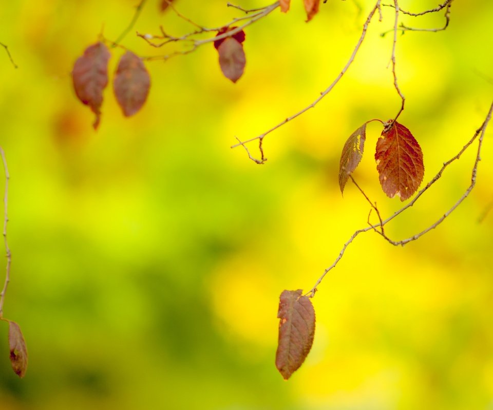 Обои листья, макро, ветки, осень, размытость, leaves, macro, branches, autumn, blur разрешение 2880x1800 Загрузить