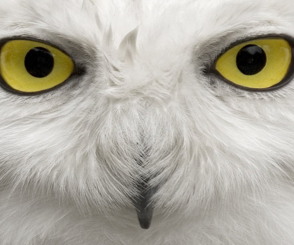 Обои глаза, сова, взгляд, птица, клюв, перья, полярная сова, белая сова, eyes, owl, look, bird, beak, feathers, snowy owl, white owl разрешение 1920x1200 Загрузить