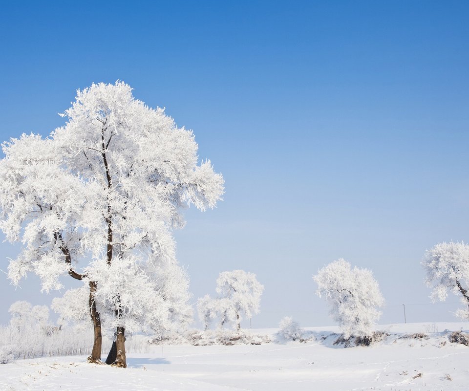 Обои деревья, природа, зима, пейзаж, иней, trees, nature, winter, landscape, frost разрешение 1920x1200 Загрузить