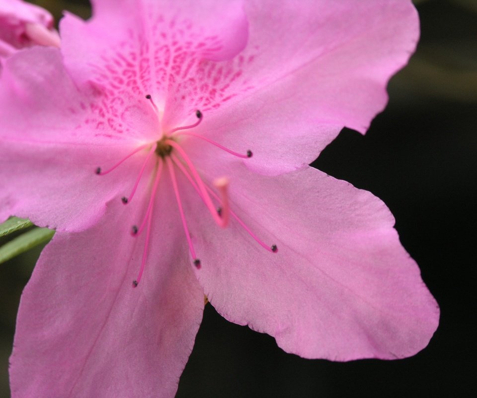 Обои цветок, лепестки, азалия, flower, petals, azalea разрешение 3264x2448 Загрузить