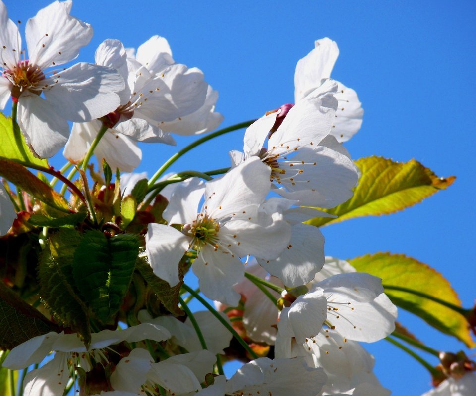 Обои небо, цветы, цветение, лепестки, весна, вишня, the sky, flowers, flowering, petals, spring, cherry разрешение 3648x2736 Загрузить