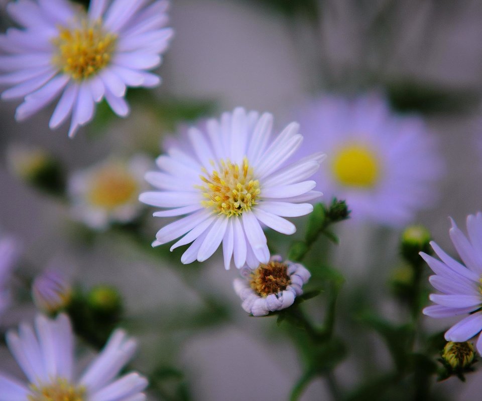 Обои цветы, лепестки, ромашки, белые, flowers, petals, chamomile, white разрешение 2000x1333 Загрузить