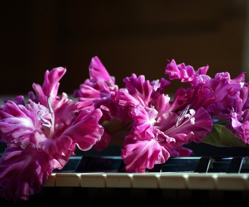 Обои цветы, розовый, пианино, клавиши, гладиолус, flowers, pink, piano, keys, gladiolus разрешение 2590x1715 Загрузить