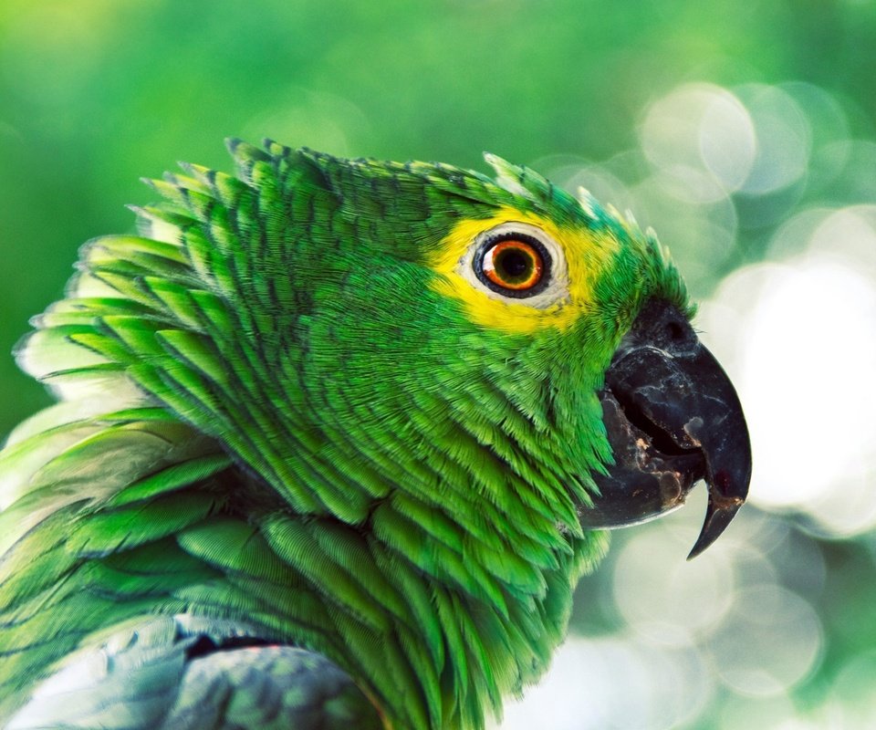 Обои профиль, птица, клюв, перья, попугай, profile, bird, beak, feathers, parrot разрешение 1920x1200 Загрузить
