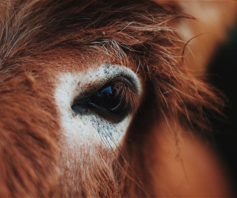 Обои лошадь, глаз, конь, крупным планом, horse, eyes, closeup разрешение 5184x3456 Загрузить