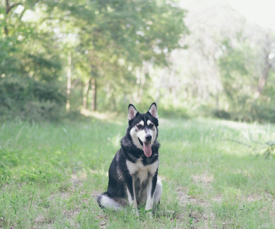 Обои трава, мордочка, взгляд, собака, хаски, язык, grass, muzzle, look, dog, husky, language разрешение 5000x4000 Загрузить