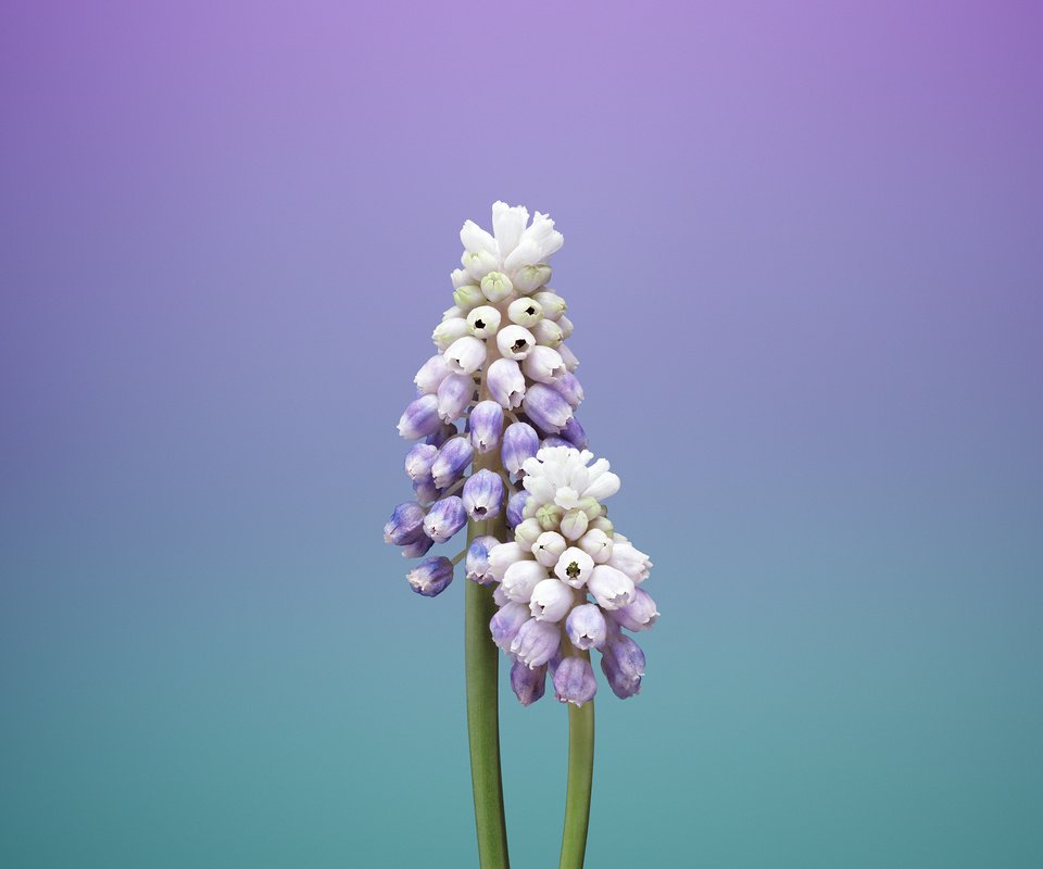 Обои цветы, макро, стебли, мускари, мышиный гиацинт, flowers, macro, stems, muscari, hyacinth mouse разрешение 2524x2524 Загрузить