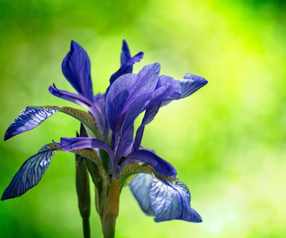 Обои цветение, цветок, размытость, ирис, гцветок, flowering, flower, blur, iris, cvetok разрешение 6000x4000 Загрузить