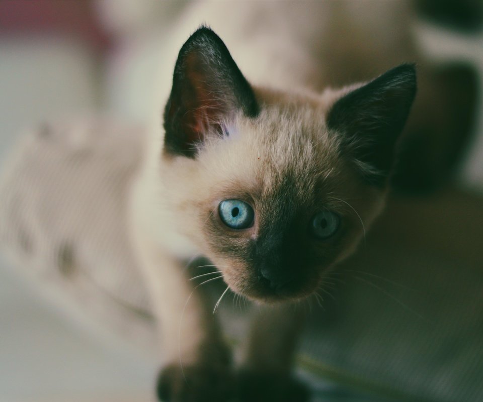 Обои мордочка, усы, кошка, взгляд, котенок, голубые глаза, сиамский, muzzle, mustache, cat, look, kitty, blue eyes, siamese разрешение 4993x4000 Загрузить