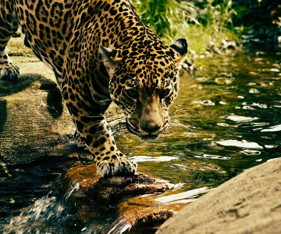 Обои морда, вода, взгляд, леопард, хищник, дикая кошка, face, water, look, leopard, predator, wild cat разрешение 3008x2000 Загрузить