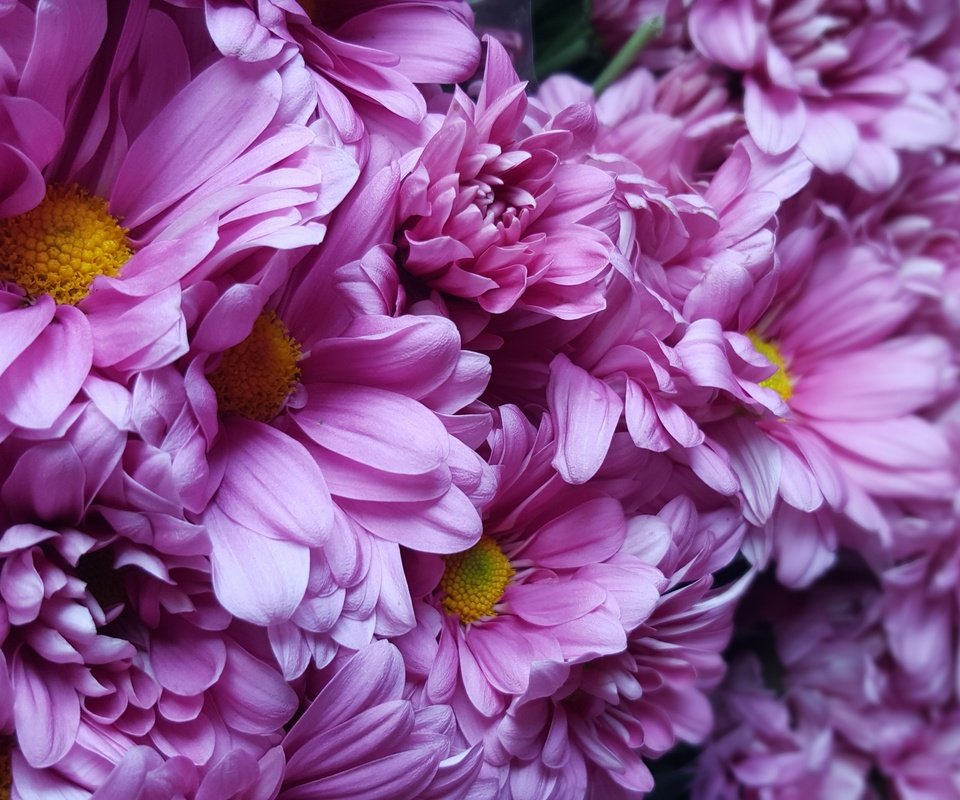 Обои цветы, лепестки, хризантемы, flowers, petals, chrysanthemum разрешение 5312x2988 Загрузить