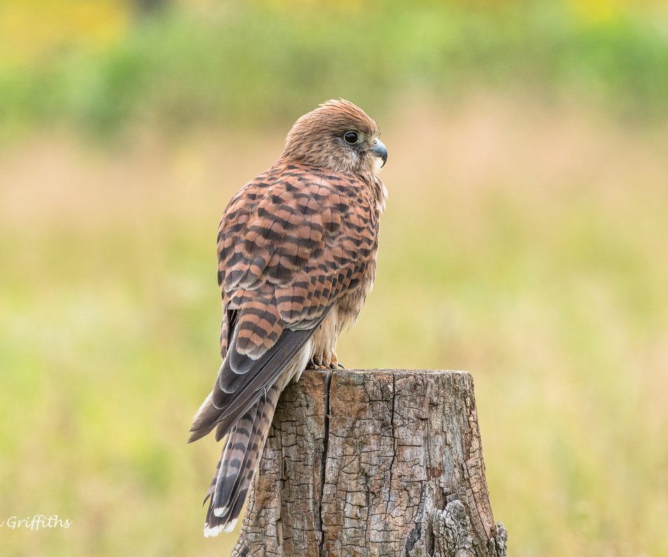 Обои природа, хищник, птица, клюв, перья, пень, пустельга, lynn griffiths, nature, predator, bird, beak, feathers, stump, kestrel разрешение 4306x2871 Загрузить