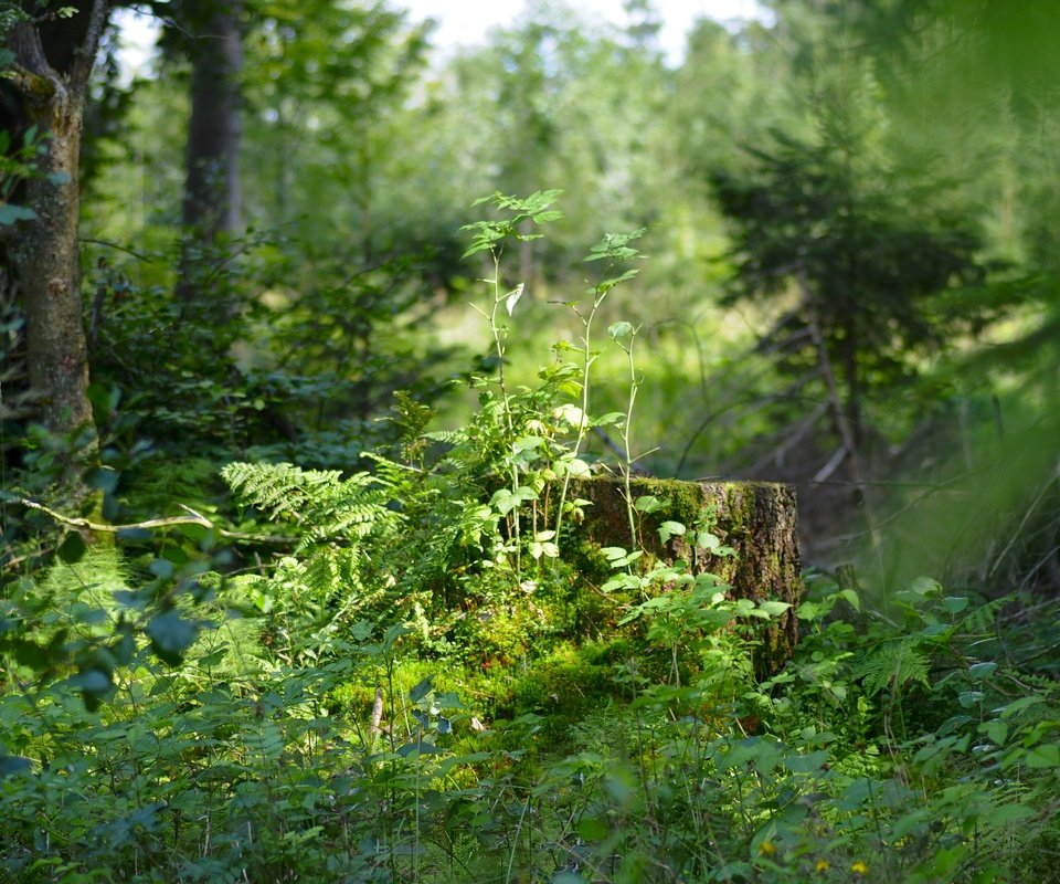 Обои трава, деревья, природа, растения, лес, пень, солнечный свет, grass, trees, nature, plants, forest, stump, sunlight разрешение 4288x2848 Загрузить