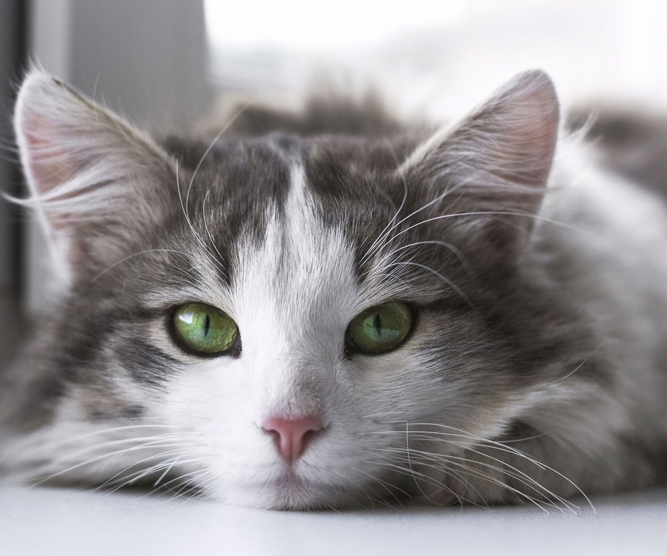 Обои кот, мордочка, усы, кошка, взгляд, зеленые глаза, cat, muzzle, mustache, look, green eyes разрешение 3840x2400 Загрузить
