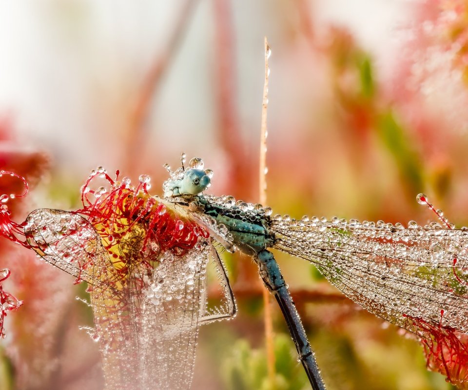 Обои макро, насекомое, утро, роса, капли, крылья, стрекоза, macro, insect, morning, rosa, drops, wings, dragonfly разрешение 2048x1532 Загрузить