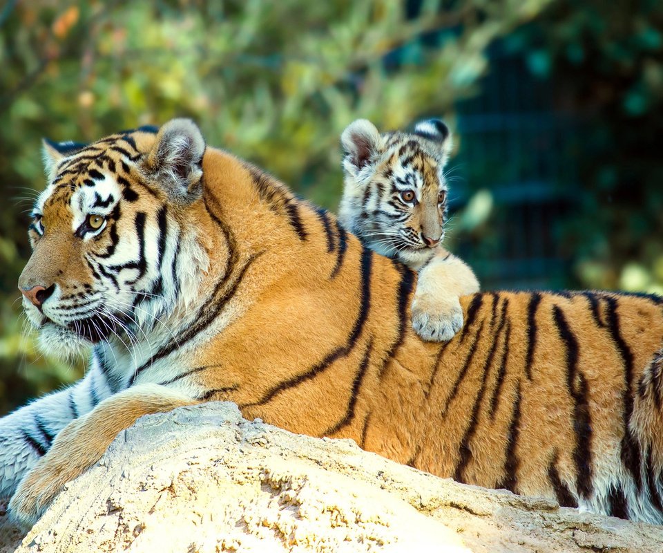 Обои природа, животные, тигренок, хищники, детеныш, тигрица, тигры, anja ellinger, nature, animals, tiger, predators, cub, tigress, tigers разрешение 2006x1080 Загрузить