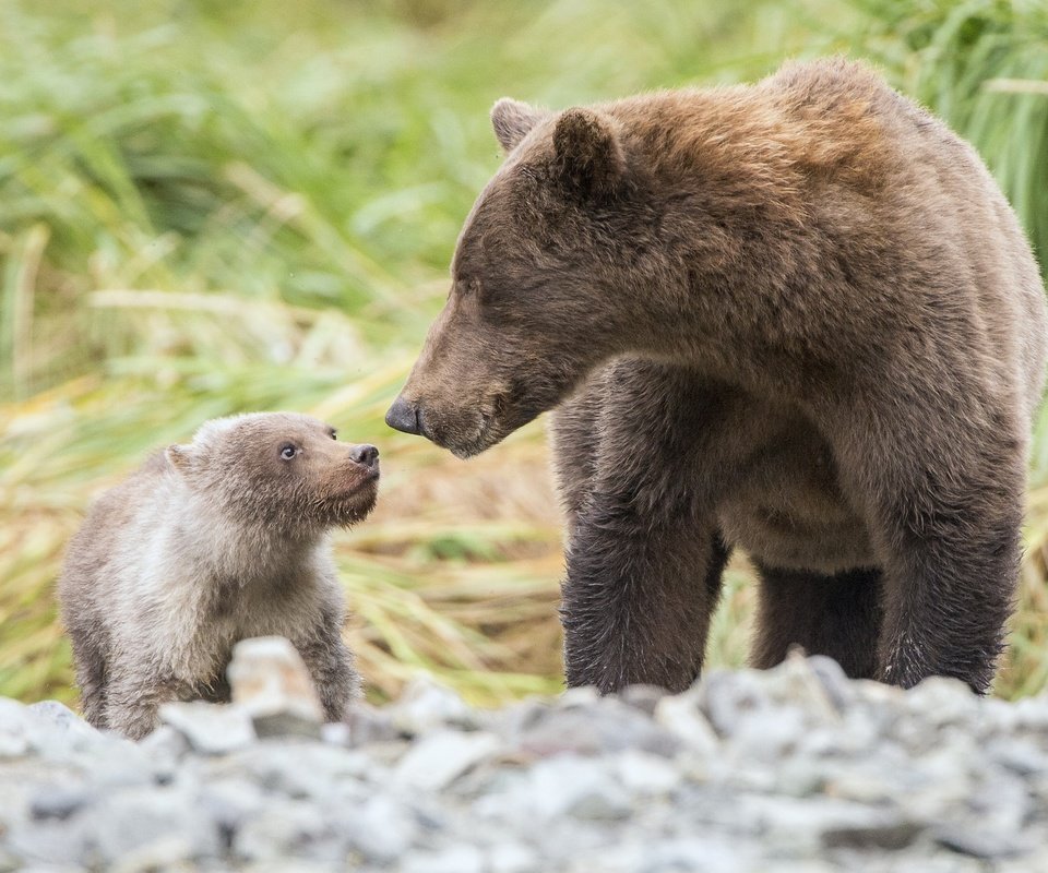 Обои трава, природа, мама, малыш, медведи, grass, nature, mom, baby, bears разрешение 2048x1386 Загрузить