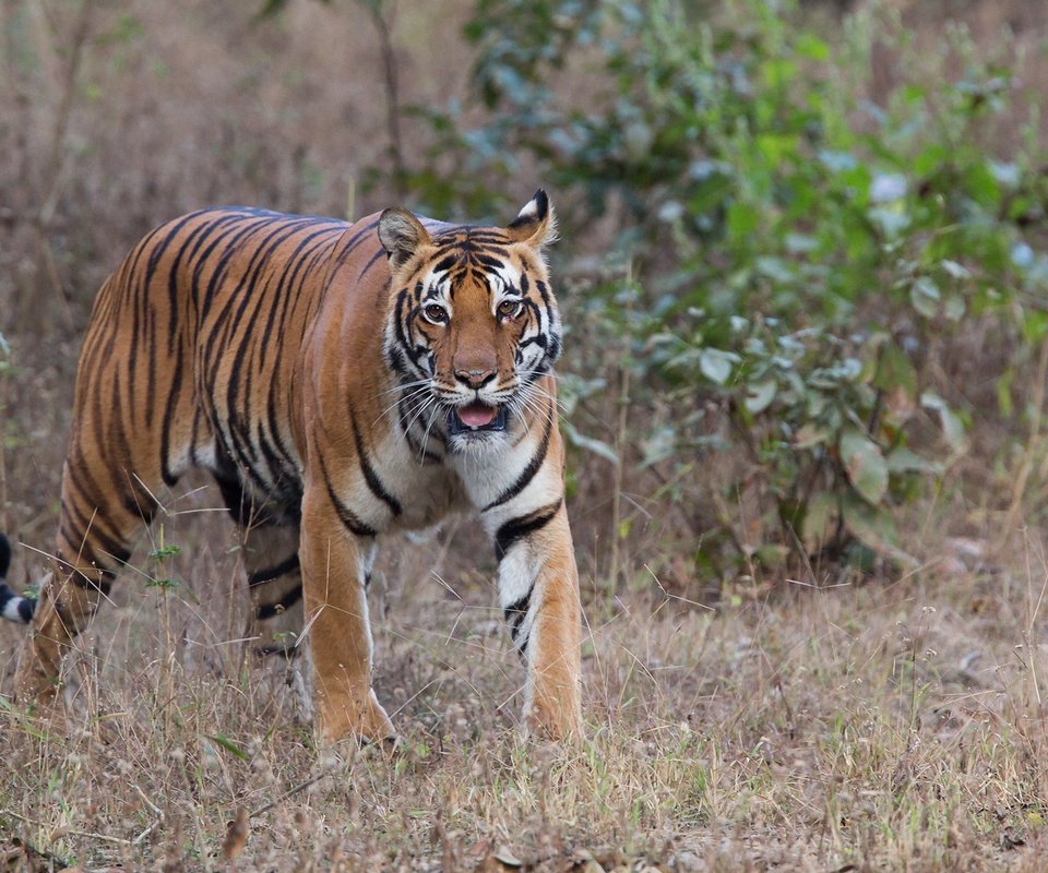 Обои тигр, шерсть, хищник, животное, зверь, окрас, tiger, wool, predator, animal, beast, color разрешение 2000x1333 Загрузить