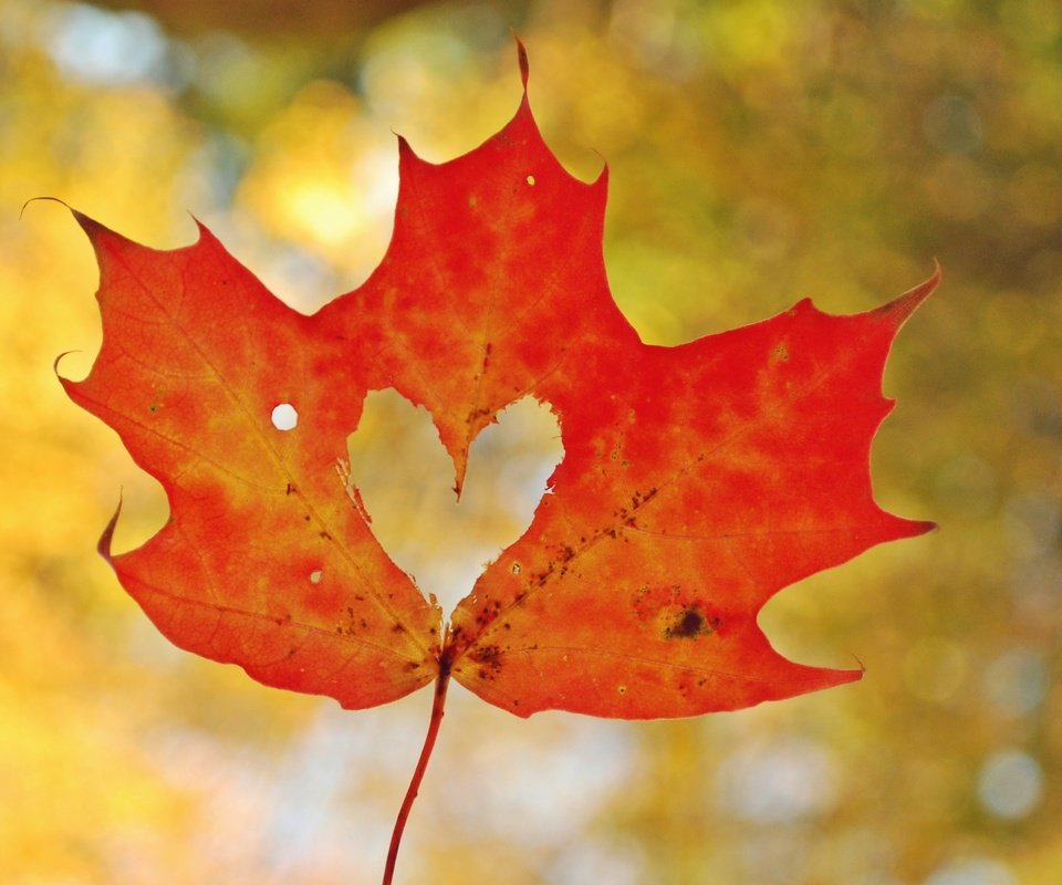 Обои осень, лист, сердце, любовь, кленовый лист, боке, autumn, sheet, heart, love, maple leaf, bokeh разрешение 2830x2081 Загрузить