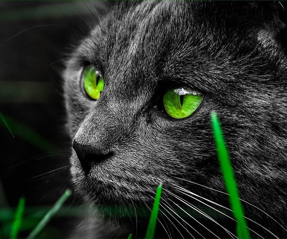 Обои глаза, животные, кот, взгляд, зеленые, eyes, animals, cat, look, green разрешение 1920x1200 Загрузить