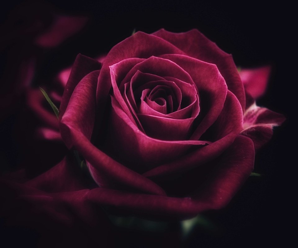 Обои роза, rose разрешение 4608x3456 Загрузить