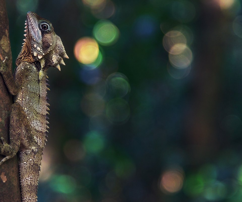 Обои природа, ящерица, рептилия, боке, nature, lizard, reptile, bokeh разрешение 3840x2160 Загрузить