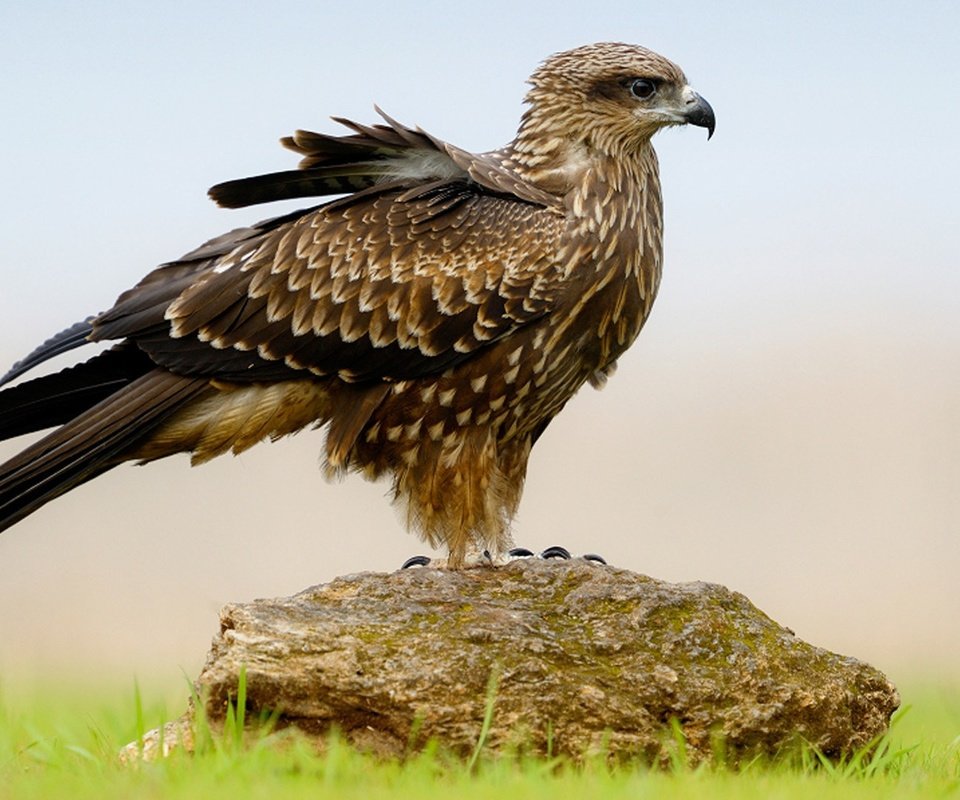 Обои трава, крылья, камень, птица, клюв, перья, сокол, grass, wings, stone, bird, beak, feathers, falcon разрешение 1920x1080 Загрузить