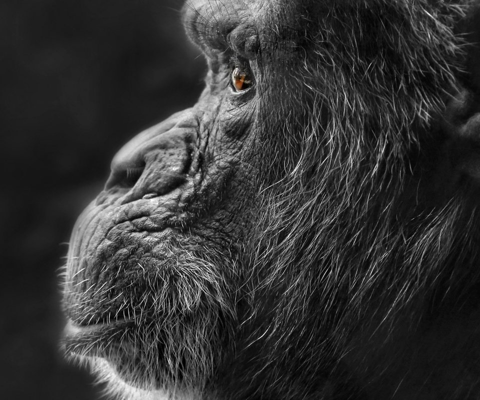 Обои природа, фон, чёрно-белое, профиль, обезьяна, горилла, nature, background, black and white, profile, monkey, gorilla разрешение 2048x1351 Загрузить